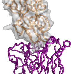 antibody and antigen