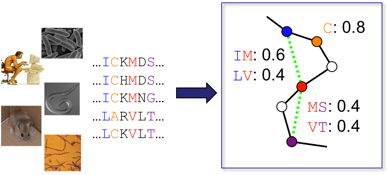 Graphical model of proteins