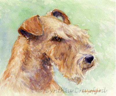 Lakeland Terrier Head