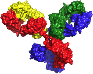 Antibody effector functions