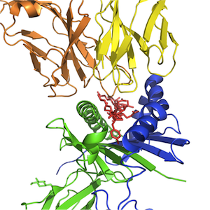 MHC:peptide:TCR