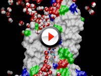 aquaporin dynamics