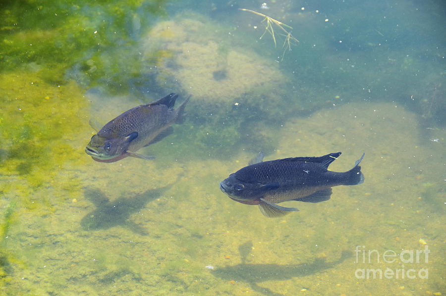 fish_shadow