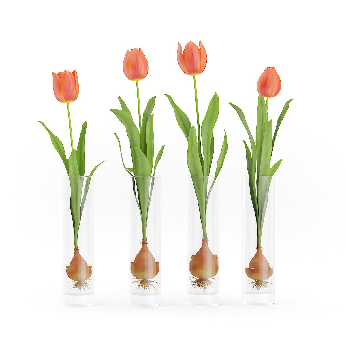 Tulip bulbs