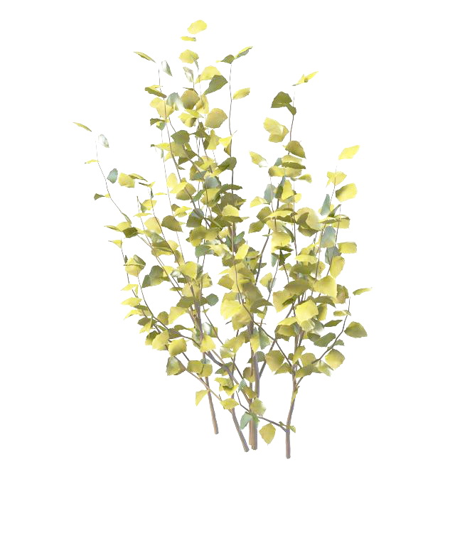 branch