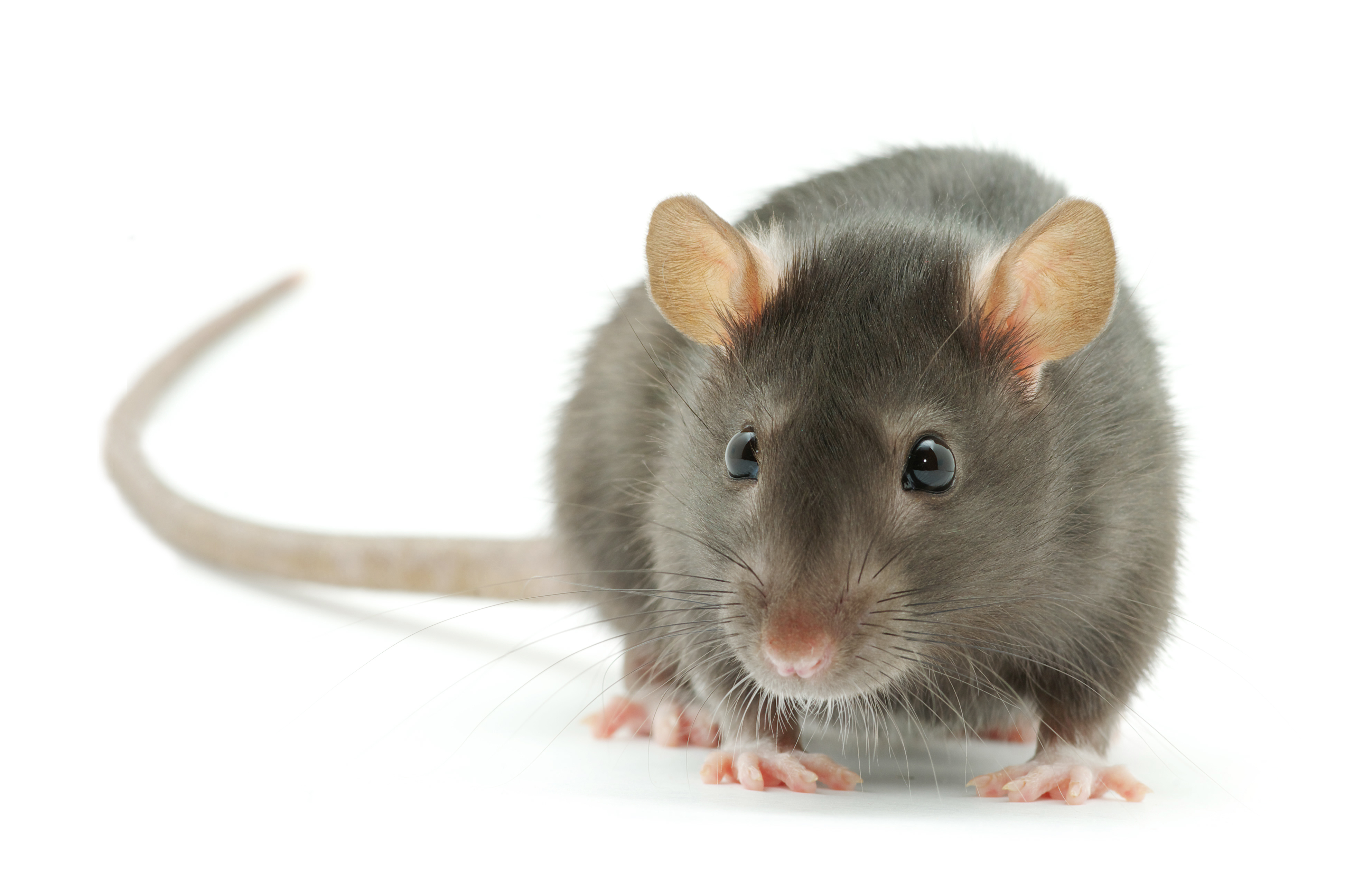 A real mouse
