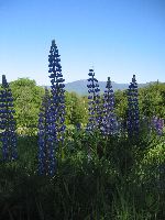IMG_0786.JPG