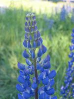 IMG_0787.JPG